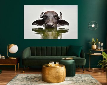 Coole afkoelende waterbuffel in de Ken rivier in India van Koen Hoekemeijer