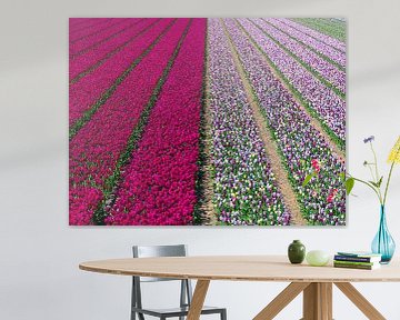 Prachtig veld met paarse en gekleurde tulpen van Arjan van der Veer