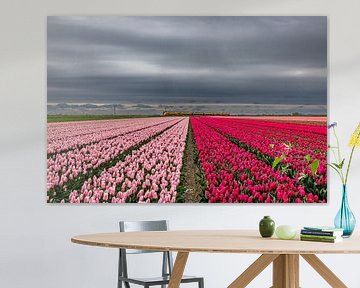 spoor bij tulpenveld van peterheinspictures