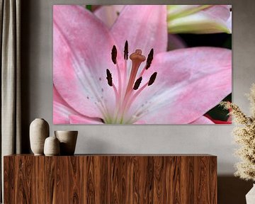 Lilienblüte