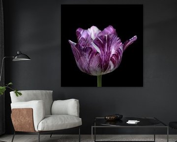 Rembrandt tulip by Barbara Brolsma