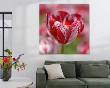 Rote und weiße Rembrandt-Tulpe von Barbara Brolsma