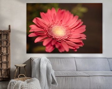 Gerbera bloemen van Leo Schindzielorz