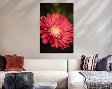 Gerbera Daisy Blume von Leo Schindzielorz