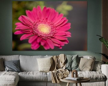 Gerbera Daisy Flower by Leo Schindzielorz