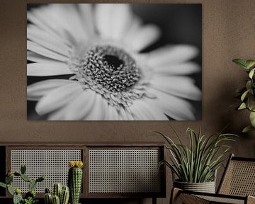 Gerbera Daisy Flower macro by Leo Schindzielorz