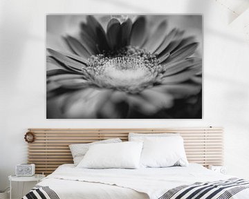 Gerbera Daisy Blume Makro Schwarz Weis von Leo Schindzielorz