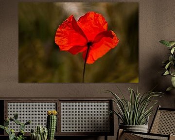 Mohn im Fliesenlicht von Ingrid Van Damme fotografie