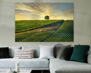 Vineyards and a tree at sunset. Chianti, Tuscany by Stefano Orazzini