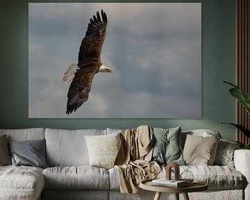 White-headed Sea Eagle flies over..... by Eric Wander