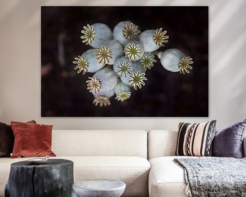 Les gousses de graines du pavot