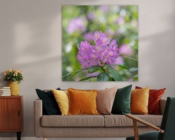 Stunning rhododendron flower by Kevin Pluk