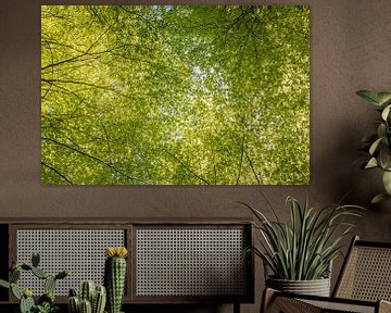 Groene luifel - haal diep adem van Pascal Sigrist - Landscape Photography