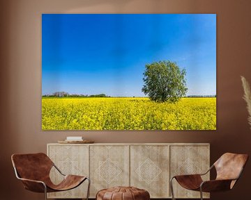 Rape field in blossom and trees near Parkentin in springtime by Rico Ködder