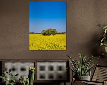 Rape field in blossom and trees near Parkentin in springtime by Rico Ködder