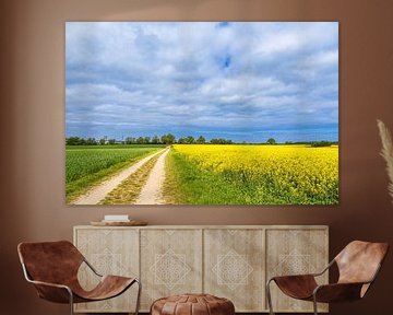 Rape field and field path with trees near Purkshof by Rico Ködder