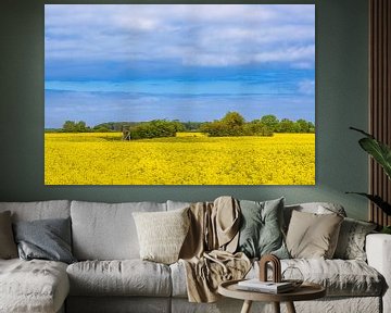 Rape field in blossom and trees near Purkshof in springtime by Rico Ködder