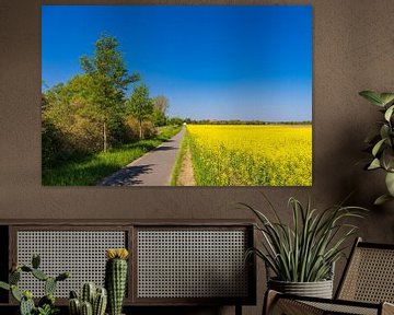 Rape field and cycle path with trees near Parkentin by Rico Ködder