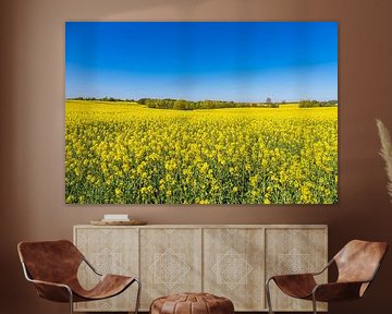 Rape field in blossom and trees in spring near Sildemow by Rico Ködder