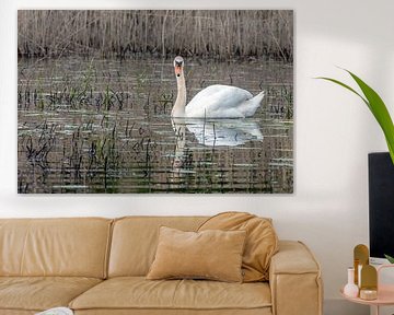 Mute Swan by t.ART