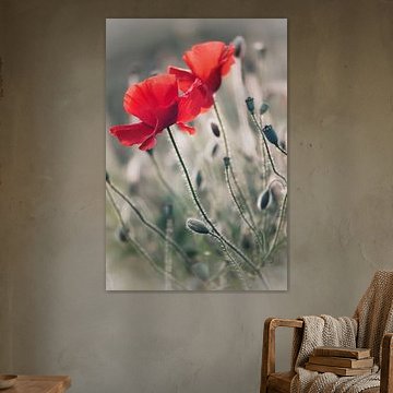 Coquelicots en vert gris 3
