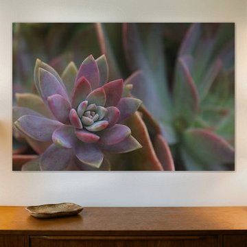 Multicoloured fatty plant