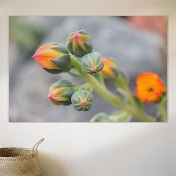 Fat plant with pink-tipped flowers