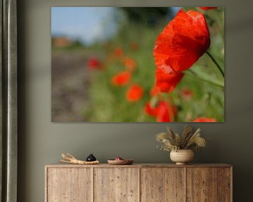 Poppies in the country by Niek Traas