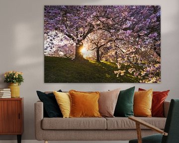 Flowering of the Japanese ornamental cherry in Kassel by Catrin Grabowski