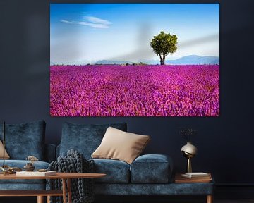 Lavender and a tree. Provence, France by Stefano Orazzini