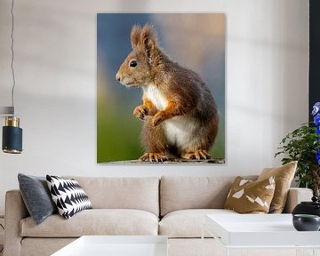 Rotes Eichhörnchen, Punkie, sucht nach einer Nuss von Arjan Warmerdam