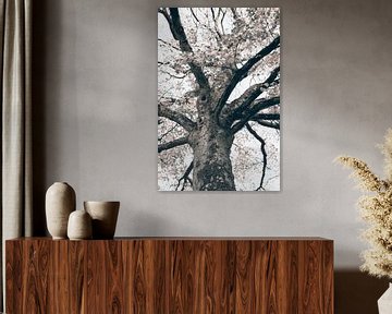 Arbre
