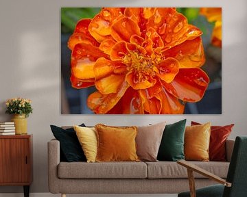 Orangefarbene Ringelblume nach einem Regen von Iris Holzer Richardson