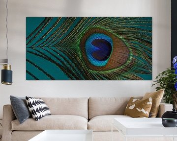 Eyecatcher: Panorama van een pauwenveer met een gemêleerde turquoise achtergrond van Marjolijn van den Berg