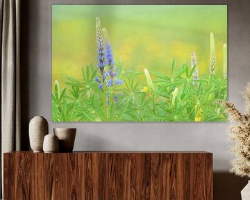 Lupines met boterbloemen in Schinnen van Frank Ubachs fotografie