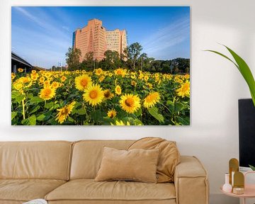 Sunflowers in Groningen by Frenk Volt