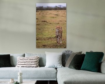 Jonge cheetah loopt naar ons toe van Simone Janssen