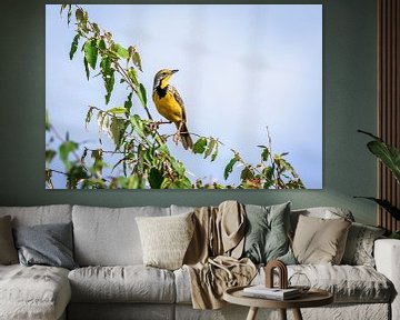 Gele vogel tegen blauwe lucht van Simone Janssen