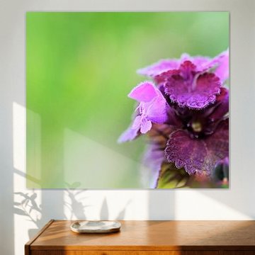 Gewone brunel...gewoon?