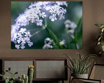 Chardon, fleurs sauvages blanches sur Karijn | Fine art Natuur en Reis Fotografie