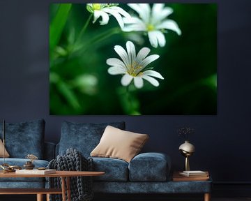 Fleurs sauvages blanches dans la forêt sur Karijn | Fine art Natuur en Reis Fotografie