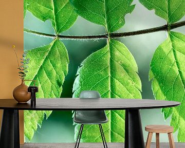Groen blad aan boom van Karijn | Fine art Natuur en Reis Fotografie