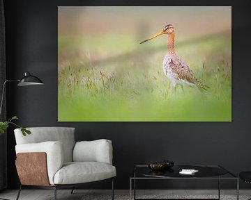 Black-tailed godwit in the polder near Castricum by Pim Leijen