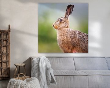 Hase im Polder von Pim Leijen