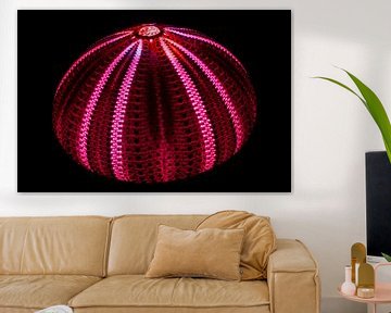 Exoskeleton of a sea urchin, illuminated with LEDs by Retrotimes