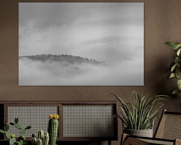 arbres dans la brume