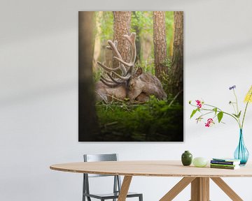 The sleeping red deer by Wennekes Photography