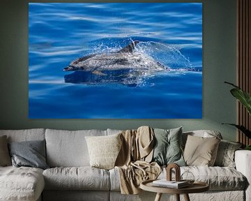 Atlantische gevlekte dolfijn (Azoren) van Marcel Antons
