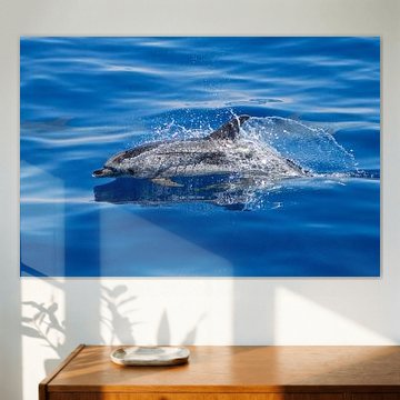 Atlantic spotted dolphin (Azores)