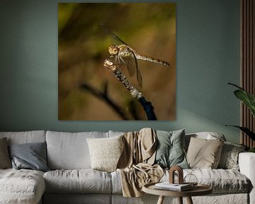 Libelle op de heide. van Alie Ekkelenkamp